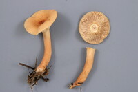 Lactarius tabidus image